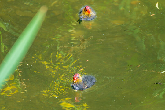 Eurasian coot chick with vivid red beak floating on dark water, perfect reflection below, warm bokeh background - intimate wildlife close-up