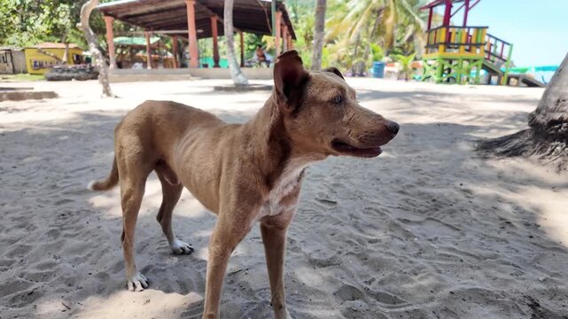 Brown stray dog standing on a sandy beach in Venezuela