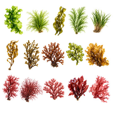Realistic Green Seaweed Collection