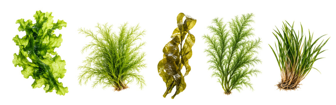 Realistic Green Seaweed Collection