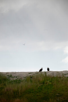Eagles on a hill in Soldotna, Alaska
