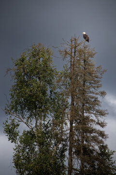 Bald eagle in a tree on a dark cloudy summer day in Soldotna, Alaska. 