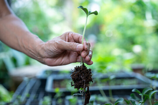 Close-up of a gardener holding a young green seedling with roots and soil above a plant tray in a bright garden.