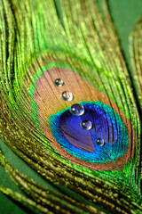 Water droplets on a peacock feather © reddish