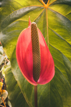 Anthurium flamingo flower displaying a glossy red spathe and pebbled spadix against large veined green leaves, conveying tropical plant beauty and botanical diversity