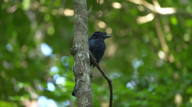 Medium static shot of a glossy black Greater Racket-Tailed Drongo (Dicrurus paradiseus) with a distinct head crest perched upright against a lichen-mottled tree trunk amid a lush forest background.
