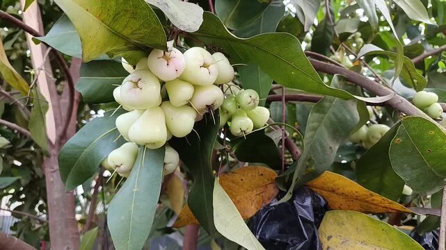 Cluster of White Wax Apples Growing on a Tropical Fruit Tree
