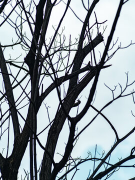 Small bird perched hidden among tangled bare tree branches against pale sky, camouflaged wildlife silhouette in winter deciduous forest