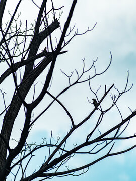 Small bird perched hidden among tangled bare tree branches against pale sky, camouflaged wildlife silhouette in winter deciduous forest