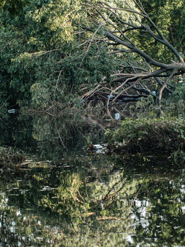 Fallen Tree Branches Draped Over Flooded Pond with Floating Plastic Bottles, Still Water Reflection