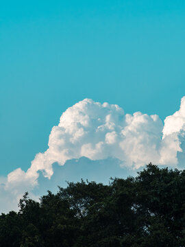 Towering white cumulus cloud against a bright turquoise blue sky above dark tree canopy silhouette, dramatic summer cloudscape