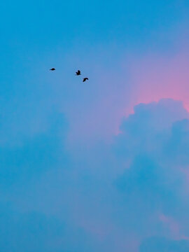 Three birds flying in a blue to pink gradient sunset sky beside a soft cloud with tree silhouettes, vertical dreamy dusk nature scene
