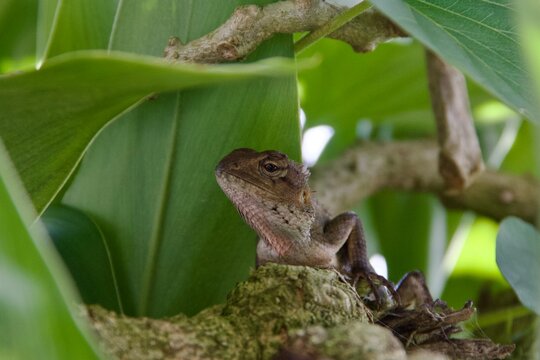 Oriental garden lizard peeking from behind green leaves and branches in tropical foliage, close-up wildlife portrait