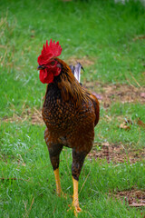 free range chicken © Kemal