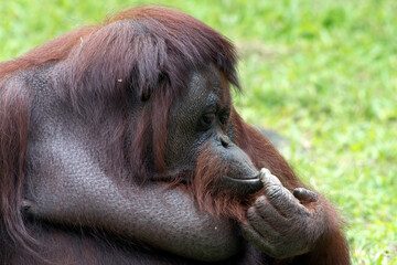 bornean orangutan (pongo pygmaeus) side profile close up © DS light photography