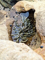 Intertidal rock pool with Neptune's necklace seaweed and black nerite sea snails © Tisa