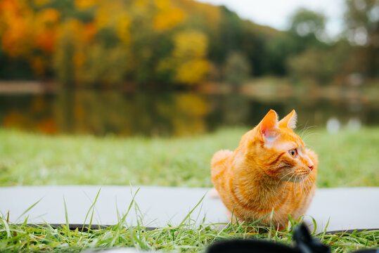 An orange cat walks along the grass near a lake. The area is surrounded by trees with autumn-colored leaves