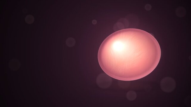 Pink Conch Pearl Rotating With Shimmering Flame Pattern Close Up Seamless Loop