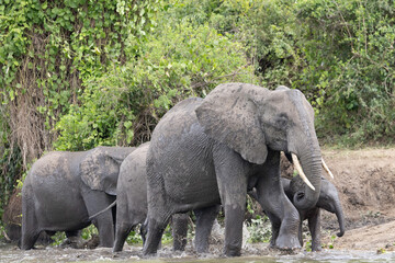 An elephant family with a baby calf wading through the river © Cavan