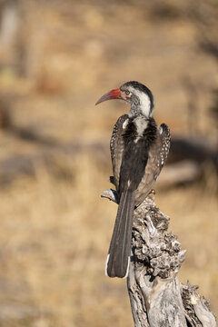 a southern hornbill ( Tockus rufirostris ), which is characterized by its black and white coloration, long bent red beak, and spotted wings.