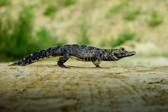 A small caiman walking across sandy ground outdoors in the wild with alligator crocodilian wildlife