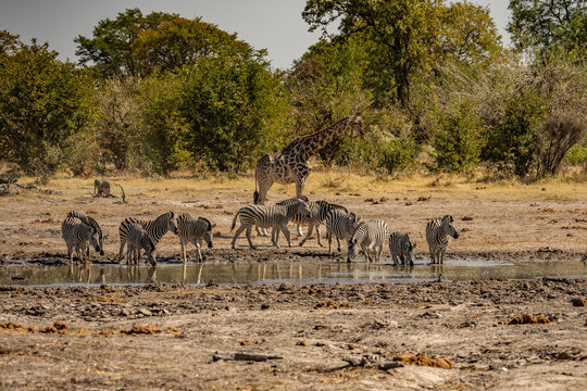 The photo shows a group of plains zebras and a giraffe drinking from a waterhole in the African savannah during the dry season