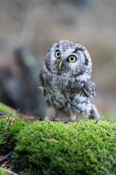 Close -up portrait of tiny brown owl with shining yellow eyes and a yellow beak in a beautiful natural environment. Boreal Owl known also as Tengmalm&lsquo;s Owl or Richardson's Owl, Aegolius funereus.