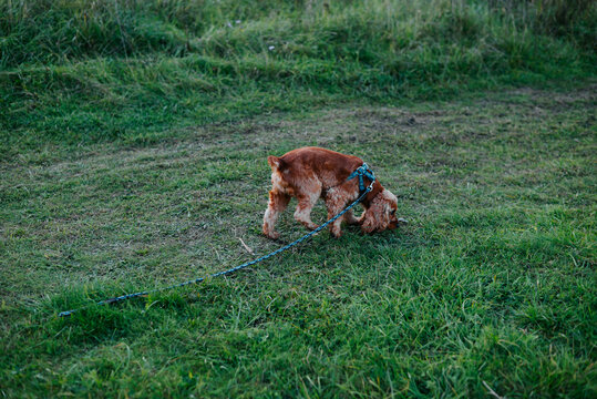 A brown dog wearing a blue harness sniffs the ground while attached to a leash in a grassy outdoor area. The dog stands on a patch of short grass beside taller vegetation