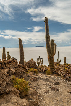 Salar de Uyuni salt plains with large cactuses of island Incahuasi at sunrise time, Andean Altiplano, Bolivia, South America.