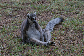 ring tailed lemur catta © AlexTow