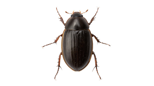 A dark brown aquatic great diving beetle insect isolated on transparent background