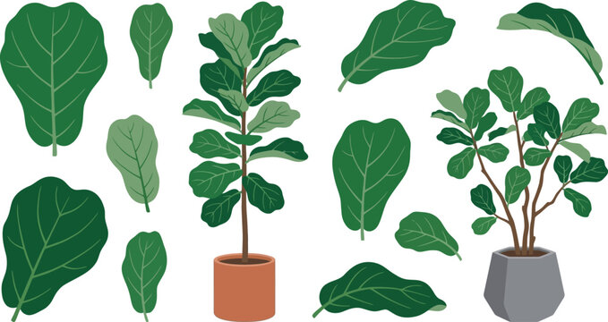 Fiddle leaf fig plant elements and leaves in terracotta and geometric pots vector illustration