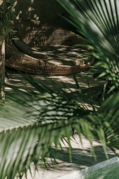 Curved rattan daybed surrounded by palm fronds in a Tropical Modernism lounge area with dappled afternoon light filtering through