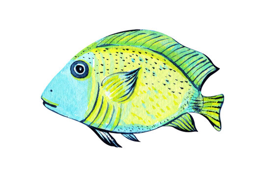 Cute watercolor fish isolated on white background. Natural hand drawn illustration
