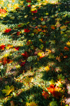 Colorful leaves are spread across a grassy area, showcasing shades of yellow, orange, and red. The sunlight casts shadows, enhancing the vibrant colors of the fallen foliage