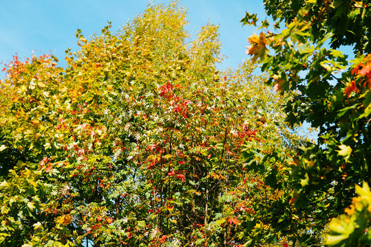 Tall trees display a variety of colors in their leaves, with shades of red, orange, and green visible. The scene captures a clear blue sky above the lush greenery, indicating a seasonal transition