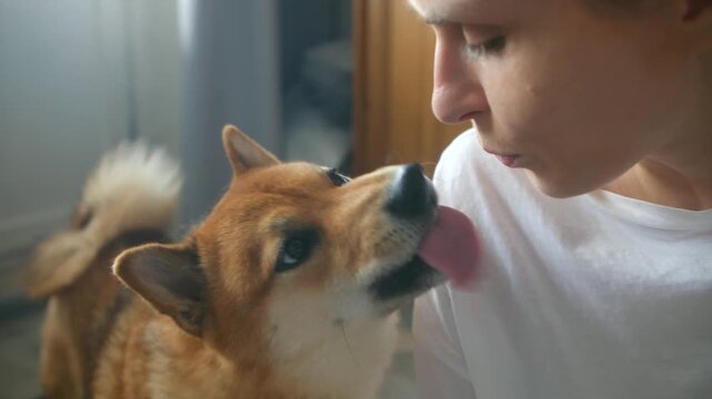 Close up of a shiba inu dog reacting with aggression, showing its teeth and growling at its owner after the person blows air into its face, demonstrating problematic animal behavior at home