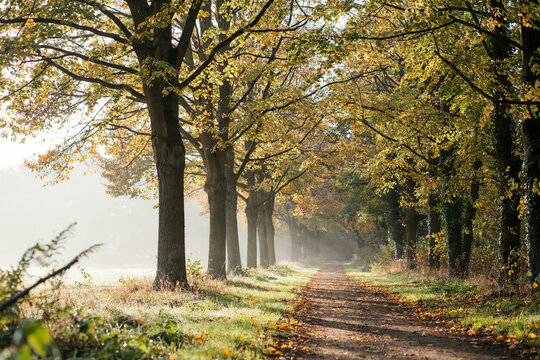 A misty avenue of beeches over a dirt track at low sun