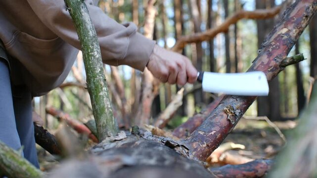 Close up view of a person hand cutting a fallen pine tree branch with a large cleaver knife in a sunny forest, demonstrating survival skills and deforestation