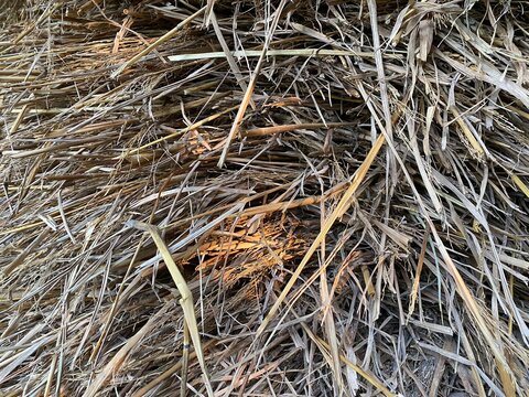 Dry Rice Straw Haystack Texture Close Up Macro Background