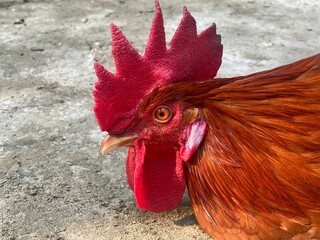 Gallus Gallus Domesticus Red Rooster Comb Profile Head Shot © Islam