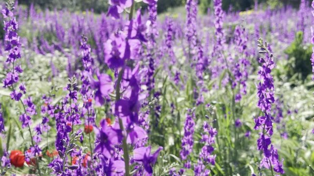 beautiful lavender field in bloom at sunset, purple flowers garden landscape,Scenic view of lavender garden, aromatic purple flower fields in spring, Botanical lavender flowers for aromatherapy