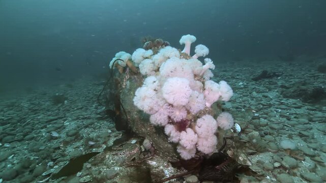 Cluster of Pale Sea Anemones on Submerged Rock. The cold-water seabed scene shows attached invertebrates, shells, rock and benthic debris with subdued natural color and no asserted location.