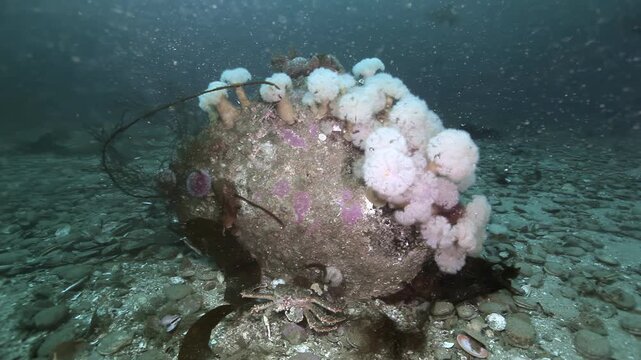 Pale Sea Anemones Covering a Rock on the Seafloor. The cold-water seabed scene shows attached invertebrates, shells, rock and benthic debris with subdued natural color and no asserted location.