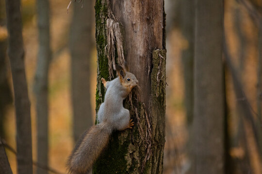 a squirrel in a tree in a nature park or an autumn forest