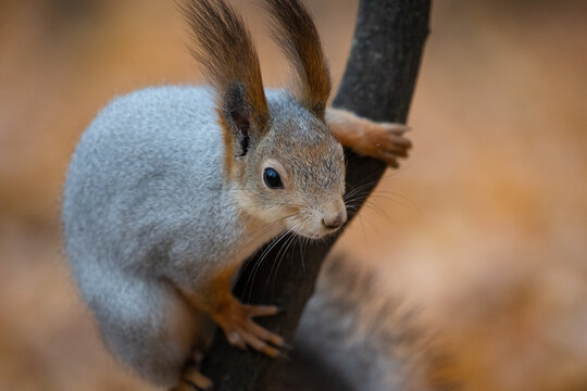 a squirrel in a tree in a nature park or an autumn forest