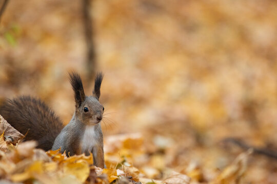 squirrel in park or forest, set against backdrop of autumn leaves. Background with copy space.