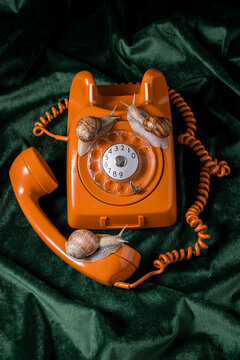 Snails slowly crawling over a vintage orange telephone