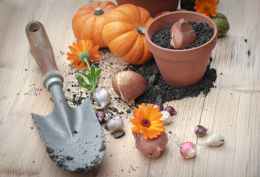 flower bulbs in a flowerpot and shovel arranged on a wooden table with orange flowers and decorative gourds  on wooden background
