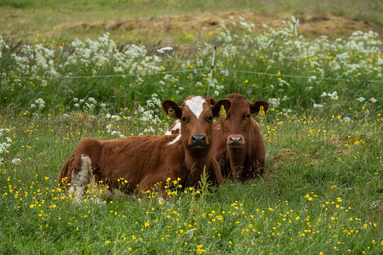 Cows in summer wildflower meadow, Vega, Helgeland, Nordland, Norway